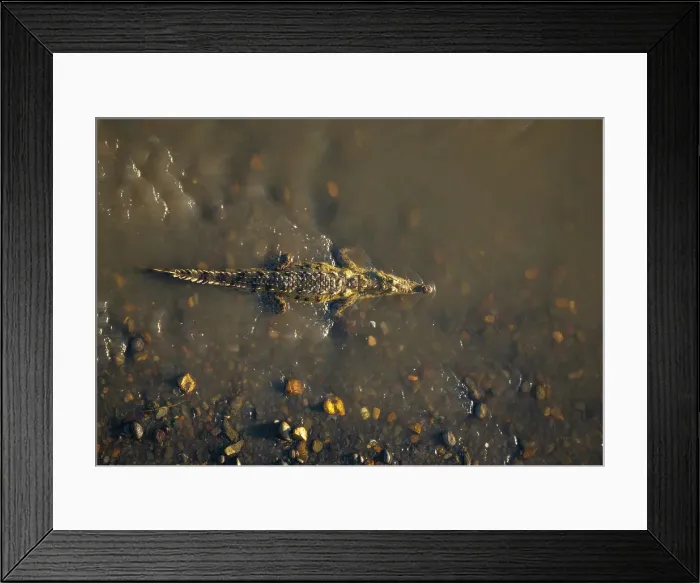 Framed Print : Crocodile, Tarcoles River, Garabito, Puntarenas Province, Costa Rica, Central America Framed Print : Crocodile, Tarcoles River, Garabito, Puntarenas Province, Costa Rica, Central America