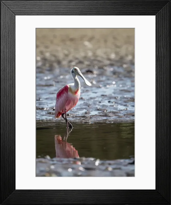 Framed Print : Roseate Spoonbill (Platalea ajaja), Tarcoles River, Garabito, Puntarenas Province, Costa Rica, Central America Framed Print : Roseate Spoonbill (Platalea ajaja), Tarcoles River, Garabito, Puntarenas Province, Costa Rica, Central America