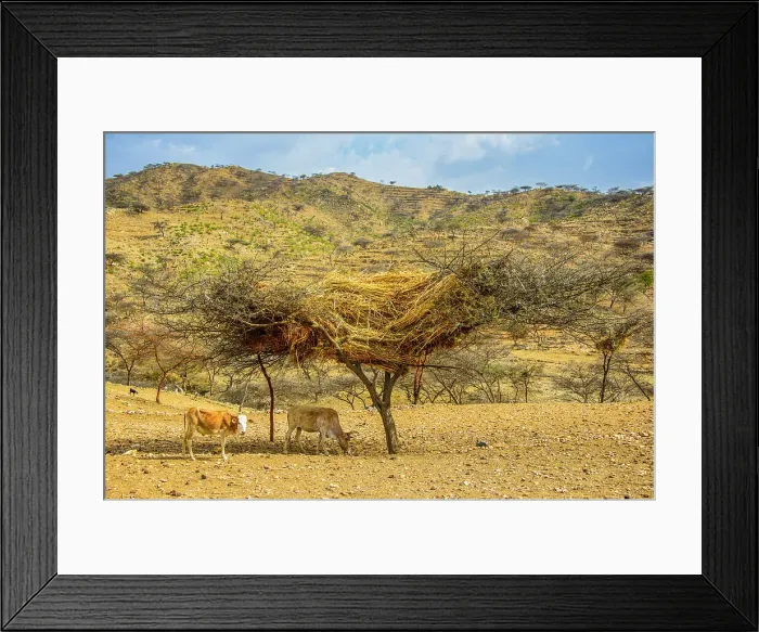 Framed Print : Traditonal way of storing straw in a tree in the highlands of Eritrea, Africa Framed Print : Traditonal way of storing straw in a tree in the highlands of Eritrea, Africa