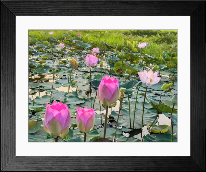 Framed Print : Sacred lotus (Nelumbo nucifera), at sunrise in Kampong Tralach, Cambodia, Indochina, Southeast Asia, Asia Framed Print : Sacred lotus (Nelumbo nucifera), at sunrise in Kampong Tralach, Cambodia, Indochina, Southeast Asia, Asia
