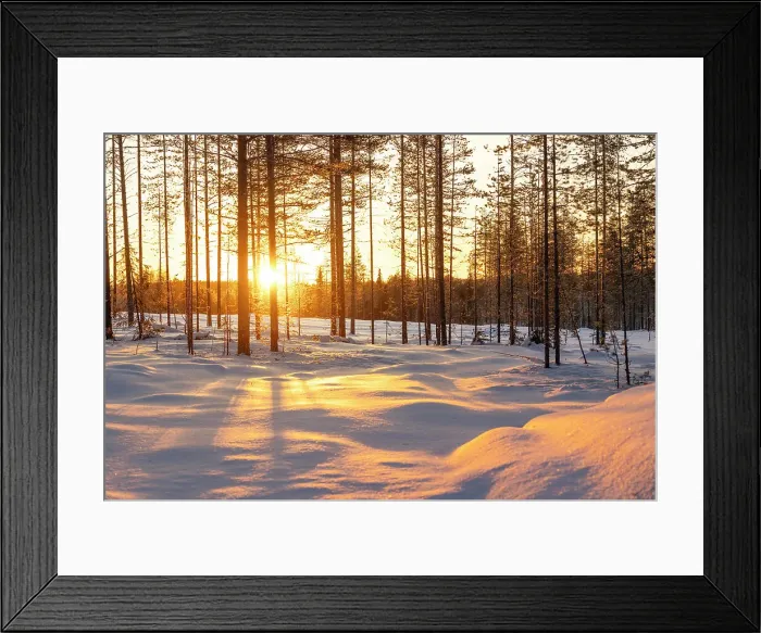 Framed Print : Warm sunlight illuminates a fir forest near Rovaniemi, during a cold winter afternoon, Rovaniemi, Finland, Europe Framed Print : Warm sunlight illuminates a fir forest near Rovaniemi, during a cold winter afternoon, Rovaniemi, Finland, Europe