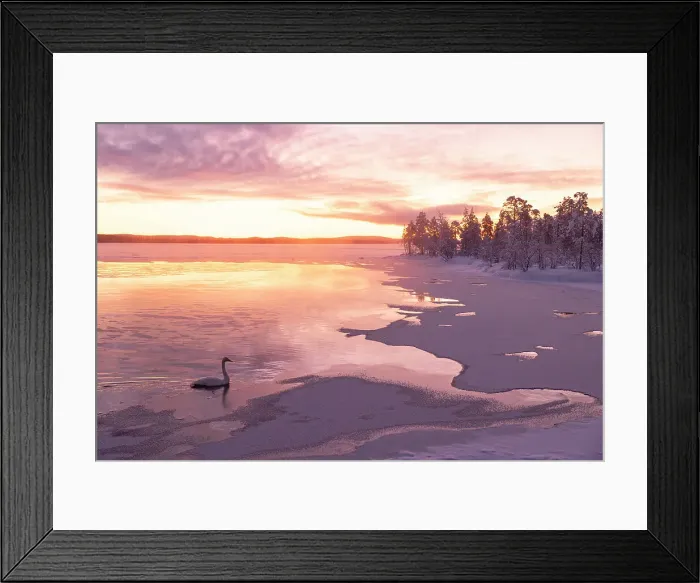 Framed Print : A swan swims in the frozen lake during an amazing winter sunrise in Muonio, Finland, Europe Framed Print : A swan swims in the frozen lake during an amazing winter sunrise in Muonio, Finland, Europe