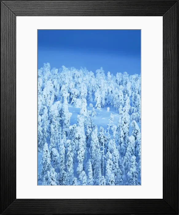 Framed Print : A forest completely covered in snow during a blue hour in Finnish Lapland, Finland, Europe Framed Print : A forest completely covered in snow during a blue hour in Finnish Lapland, Finland, Europe