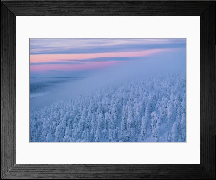 Framed Print : Aerial view of a forest completely covered in snow during a blue hour in Finnish Lapland, Finland, Europe Framed Print : Aerial view of a forest completely covered in snow during a blue hour in Finnish Lapland, Finland, Europe
