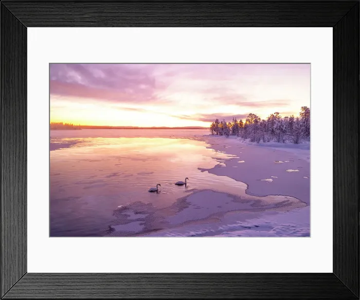 Framed Print : Two swans swim in the frozen lake during an amazing winter sunrise in Muonio, Finland, Europe Framed Print : Two swans swim in the frozen lake during an amazing winter sunrise in Muonio, Finland, Europe