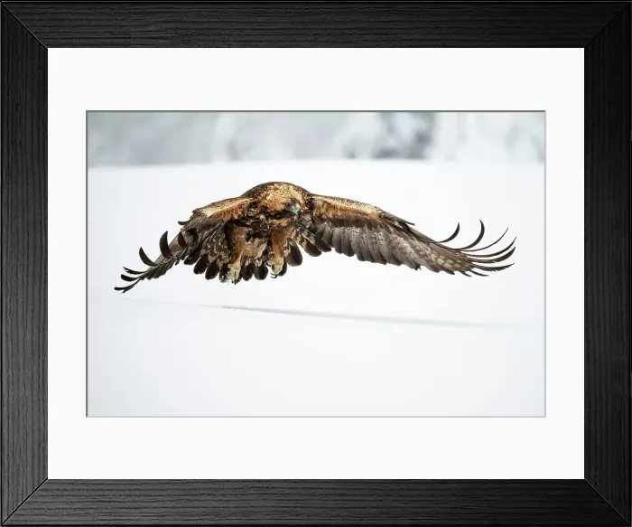 Framed Print : Golden eagle in flight over snow covered field, Finland, Europe Framed Print : Golden eagle in flight over snow covered field, Finland, Europe
