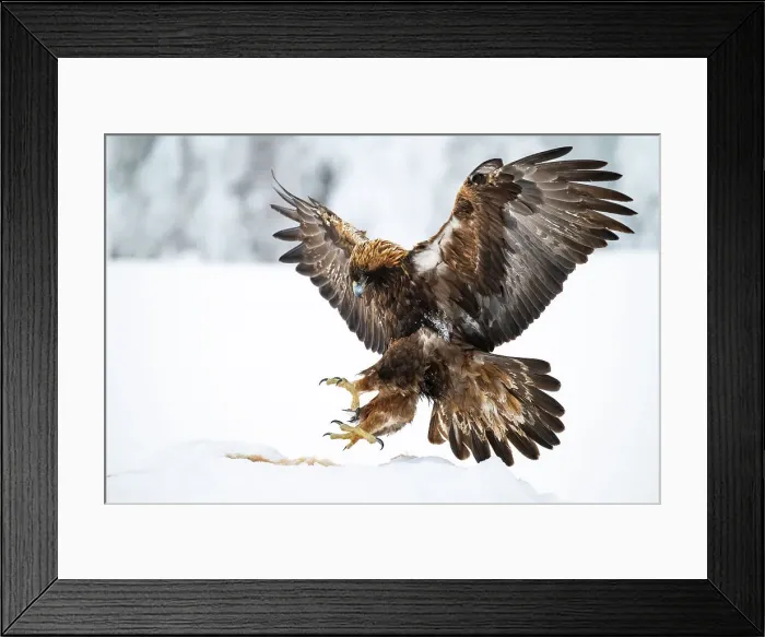Framed Print : Golden eagle (Aquila chrysaetos) landing on carcase, Finland, Europe Framed Print : Golden eagle (Aquila chrysaetos) landing on carcase, Finland, Europe