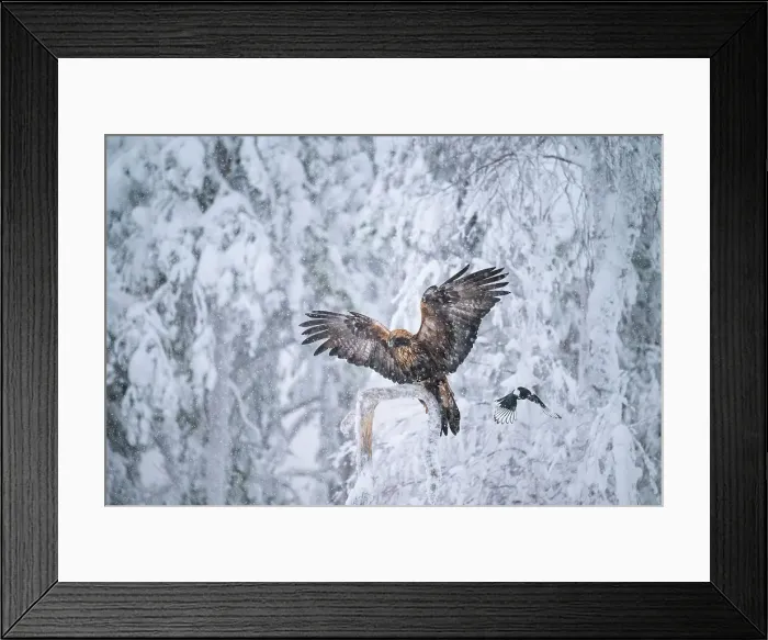 Framed Print : Golden eagle (Aquila chrysaetos) landing on branch in snowfall, Finland, Europe Framed Print : Golden eagle (Aquila chrysaetos) landing on branch in snowfall, Finland, Europe
