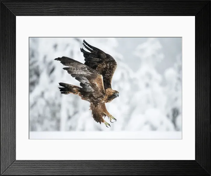 Framed Print : Golden eagle in flight over snow covered field, Finland, Europe Framed Print : Golden eagle in flight over snow covered field, Finland, Europe