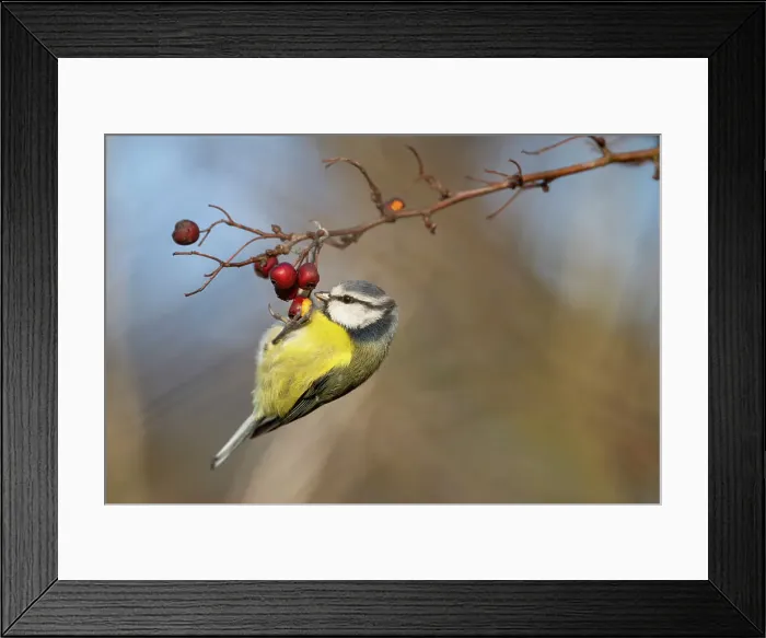 Framed Print : Blue tit (Cyanistes caeruleus) feeding on hawthorn berry, Elmley Nature Reserve, Kent, England, United Kingdom, Europe Framed Print : Blue tit (Cyanistes caeruleus) feeding on hawthorn berry, Elmley Nature Reserve, Kent, England, United Kingdom, Europe