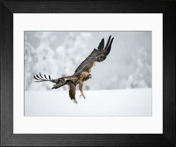 Framed Print : Golden eagle in flight over snow covered field, Finland, Europe