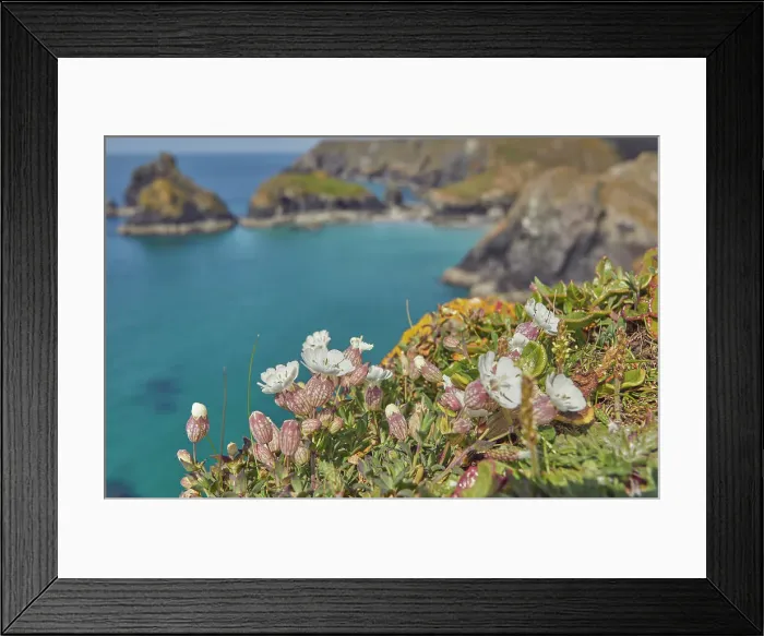 Framed Print : Sea Campion (Silene uniflora), on cliffs above Kynance Cove, near the Lizard Point, Cornwall, England, United Kingdom, Europe Framed Print : Sea Campion (Silene uniflora), on cliffs above Kynance Cove, near the Lizard Point, Cornwall, England, United Kingdom, Europe