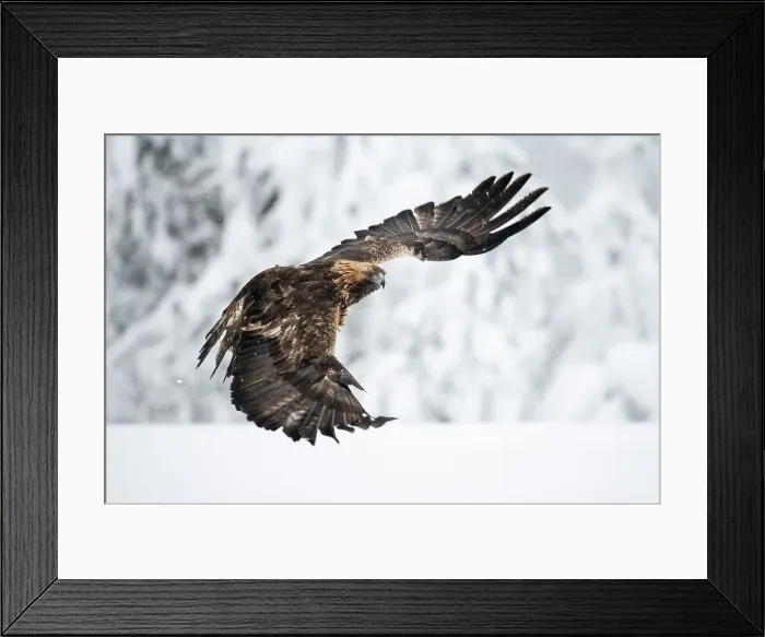 Framed Print : Golden eagle in flight over snow covered field, Finland, Europe Framed Print : Golden eagle in flight over snow covered field, Finland, Europe