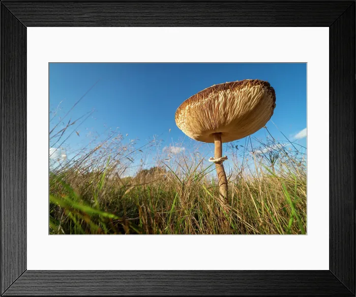 Framed Print : Slender parasol mushroom (Macrolepiota mastoidea) growing on grassland, United Kingdom, Europe Framed Print : Slender parasol mushroom (Macrolepiota mastoidea) growing on grassland, United Kingdom, Europe