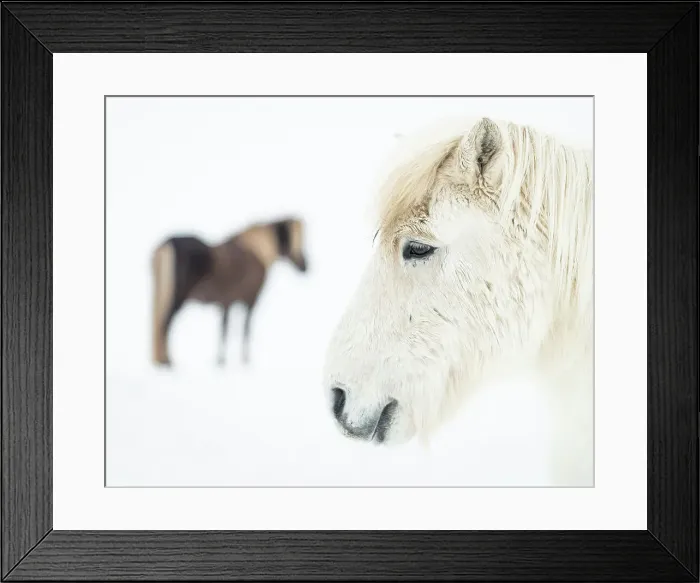 Framed Print : Icelandic horses in snow covered field, Iceland, Polar Regions Framed Print : Icelandic horses in snow covered field, Iceland, Polar Regions
