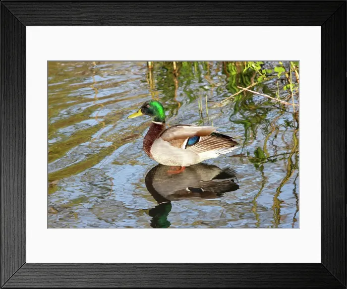Framed Print : Male Mallard Duck (Anas platyrhynchos), East Sussex, England, United Kingdom, Europe Framed Print : Male Mallard Duck (Anas platyrhynchos), East Sussex, England, United Kingdom, Europe