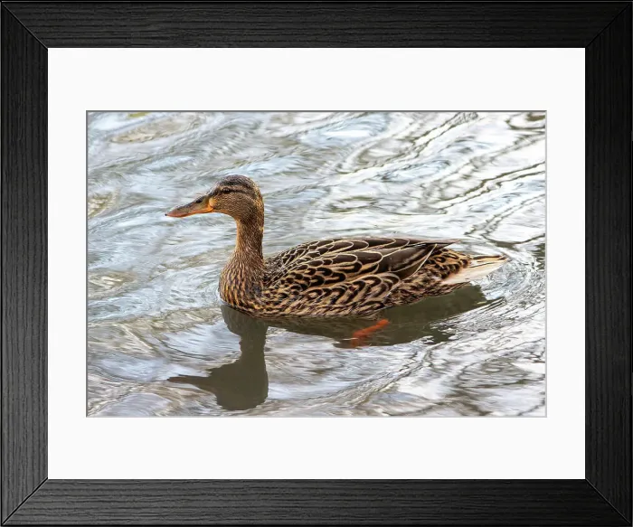 Framed Print : Female Mallard Duck (Anas platyrhynchos), East Sussex, England, United Kingdom, Europe Framed Print : Female Mallard Duck (Anas platyrhynchos), East Sussex, England, United Kingdom, Europe