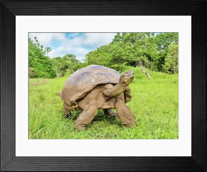 Framed Print : Galapagos Giant Tortoise (Chelonoidis chathamensis), can live for over one hundred years, Santa Cruz island, Galapagos, Ecuador, South America Framed Print : Galapagos Giant Tortoise (Chelonoidis chathamensis), can live for over one hundred years, Santa Cruz island, Galapagos, Ecuador, South America