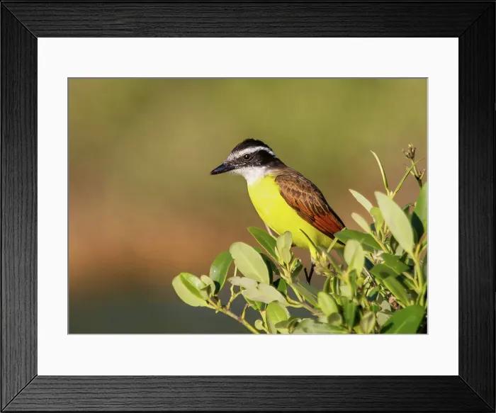 Framed Print : Great Kiskadee, (Pitangus Sulphuratus), a passerine bird common in Central and South America, Bermuda, Atlantic, North America Framed Print : Great Kiskadee, (Pitangus Sulphuratus), a passerine bird common in Central and South America, Bermuda, Atlantic, North America