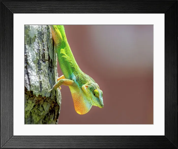 Framed Print : Antiguan Anole Lizard (Anolis Leachii), with dewlap extended, Bermuda, North Atlantic, North America Framed Print : Antiguan Anole Lizard (Anolis Leachii), with dewlap extended, Bermuda, North Atlantic, North America