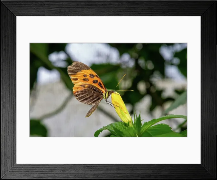 Framed Print : Marsaeus Tigerwing butterfly (Melinaea marsaeus), Mindo, Ecuador, South America Framed Print : Marsaeus Tigerwing butterfly (Melinaea marsaeus), Mindo, Ecuador, South America