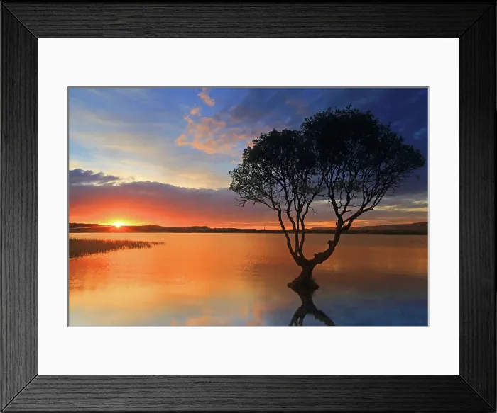 Framed Print : Lone tree at sunset, Kenfig Pool, Kenfig Nature Reserve, South Wales, United Kingdom, Europe Framed Print : Lone tree at sunset, Kenfig Pool, Kenfig Nature Reserve, South Wales, United Kingdom, Europe