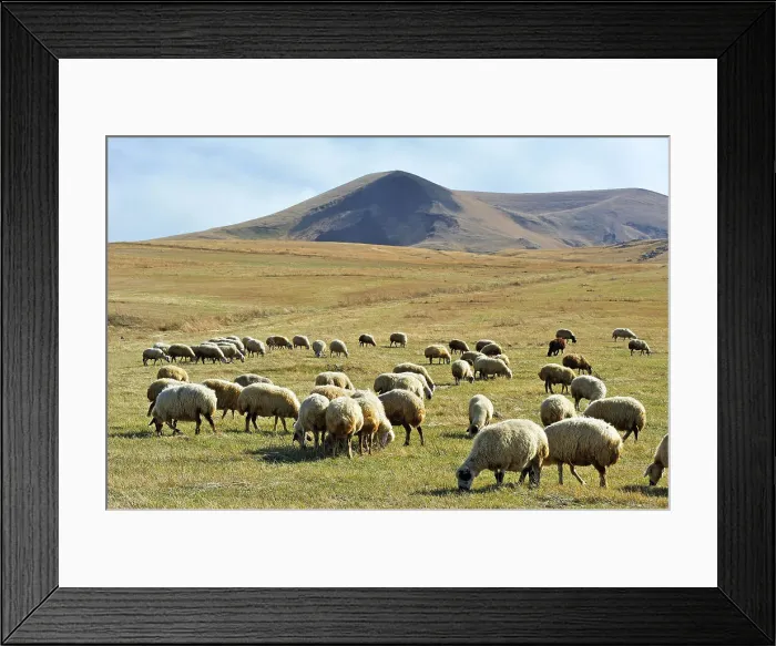 Framed Print : Flock of sheep on the Argitchi plateau, Armaghan volcano in the background, Gegharkunik region, Armenia, Eurasia Framed Print : Flock of sheep on the Argitchi plateau, Armaghan volcano in the background, Gegharkunik region, Armenia, Eurasia
