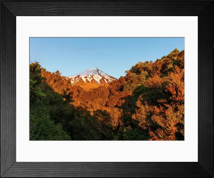 Framed Print : Warm sunset, jungle forest and snowy summit of Taranaki Volcano, North Island, New Zealand, Pacific Framed Print : Warm sunset, jungle forest and snowy summit of Taranaki Volcano, North Island, New Zealand, Pacific