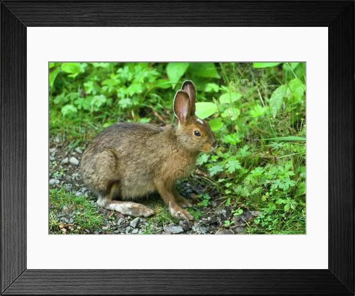 Framed Print : Hare, Ile aux Lievres, Saint-Laurent river, Quebec province, Canada, North America Framed Print : Hare, Ile aux Lievres, Saint-Laurent river, Quebec province, Canada, North America