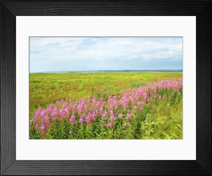 Framed Print : Willowherb (fireweed) on the Saint-Lawrence River bank, Cote-Nord region, Quebec province, Canada, North America Framed Print : Willowherb (fireweed) on the Saint-Lawrence River bank, Cote-Nord region, Quebec province, Canada, North America