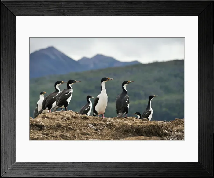 Framed Print : Imperial shags, Tucker islets, Whiteside channel, Tierra del Fuego, Patagonia, Chile, South America Framed Print : Imperial shags, Tucker islets, Whiteside channel, Tierra del Fuego, Patagonia, Chile, South America