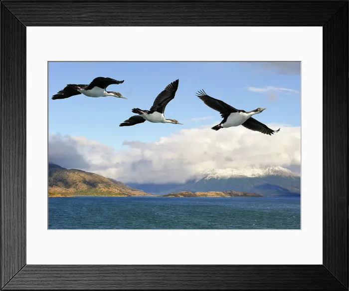 Framed Print : Cormorants, Northeast branch of the Beagle Channel, Tierra del Fuego, Patagonia, Chile, South America