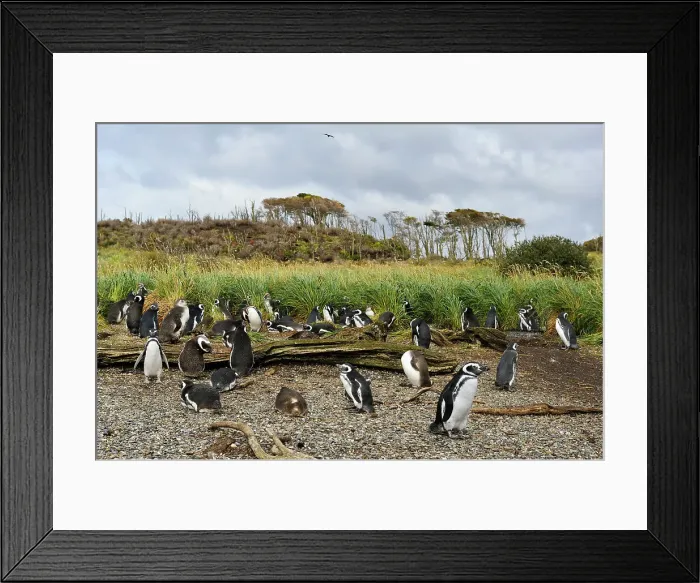 Framed Print : Magellanic Penguins (Spheniscus magellanicus), Tucker islets, Whiteside channel, Tierra del Fuego, Patagonia, Chile, South America Framed Print : Magellanic Penguins (Spheniscus magellanicus), Tucker islets, Whiteside channel, Tierra del Fuego, Patagonia, Chile, South America