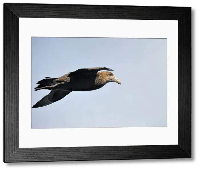 Framed Print : Giant Petrel (macronectes giganteus), Tierra del Fuego, Patagonia, Chile, South America Framed Print : Giant Petrel (macronectes giganteus), Tierra del Fuego, Patagonia, Chile, South America