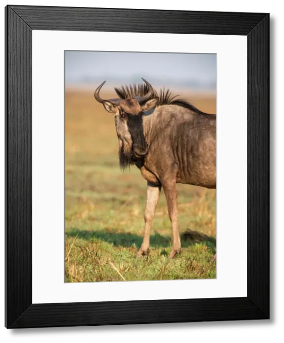 Framed Print : The wildebeest (Connochaetes taurinus), a large antelope found over much of the Kafue National Park, Zambia, Africa Framed Print : The wildebeest (Connochaetes taurinus), a large antelope found over much of the Kafue National Park, Zambia, Africa