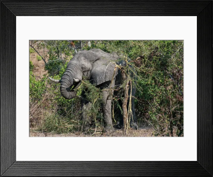 Framed Print : Elephant (Loxodonta africana) eating an acacia tree whose thorns can be over 50 mm in length and very sharp, Zambia, Africa Framed Print : Elephant (Loxodonta africana) eating an acacia tree whose thorns can be over 50 mm in length and very sharp, Zambia, Africa