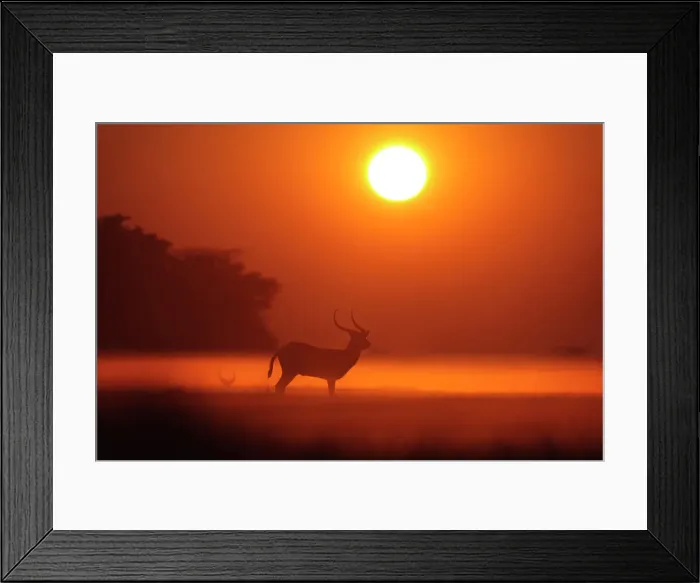 Framed Print : The Red Lechwe (Kobus leche leche), an antelope adapted to wet environments like the Busanga flood plains in the north of the Kafue National Park, Zambia, Africa Framed Print : The Red Lechwe (Kobus leche leche), an antelope adapted to wet environments like the Busanga flood plains in the north of the Kafue National Park, Zambia, Africa
