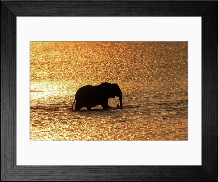 Framed Print : Elephant (Loxodonta africana) crossing the Luangwa River at sunset, Zambia, Africa Framed Print : Elephant (Loxodonta africana) crossing the Luangwa River at sunset, Zambia, Africa