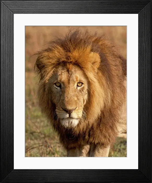 Framed Print : A young male lion (Panthera leo), his mane will darken as he gets older, Zambia, Africa Framed Print : A young male lion (Panthera leo), his mane will darken as he gets older, Zambia, Africa