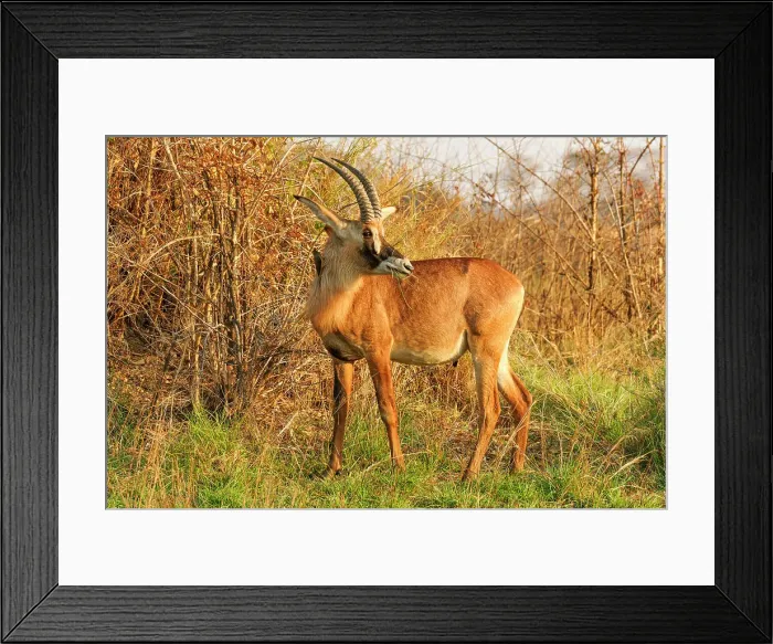 Framed Print : The Rhone (Hippotragus equinus), translated to horse-goat, unlike other Antelope often kneel when drinking, Zambia, Africa Framed Print : The Rhone (Hippotragus equinus), translated to horse-goat, unlike other Antelope often kneel when drinking, Zambia, Africa