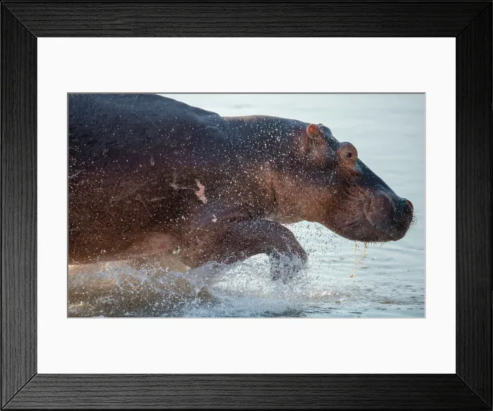 Framed Print : Hippopotamus Amphibius (Hippo), plentiful in the Luangwa River, Zambia, Africa Framed Print : Hippopotamus Amphibius (Hippo), plentiful in the Luangwa River, Zambia, Africa