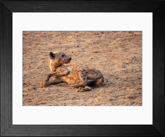 Framed Print : The spotted Hyena (Crocuta crocuta) with immensly strong jaws for breaking bones that they can digest, Zambia, Africa
