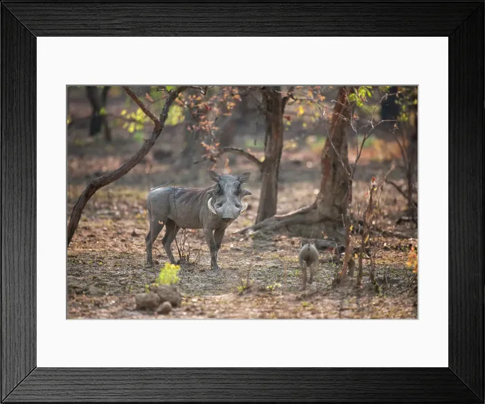 Framed Print : Warthog (Phacochoerus africanus) live in holes often dug by aardvarks in termite hills, Zambia, Africa Framed Print : Warthog (Phacochoerus africanus) live in holes often dug by aardvarks in termite hills, Zambia, Africa