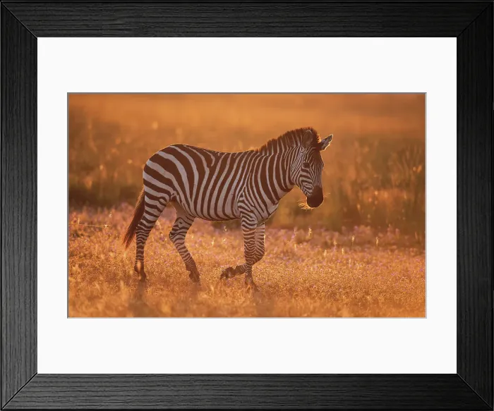 Framed Print : Burchell's zebra (Equus quagga burchellii) in late afternoon light on the Liuwa plain, Zambia, Africa Framed Print : Burchell's zebra (Equus quagga burchellii) in late afternoon light on the Liuwa plain, Zambia, Africa
