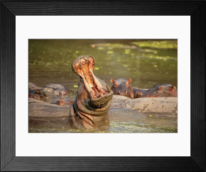 Framed Print : Hippopotamus Amphibius (Hippo), open jaw used as warning by males protecting females, plentiful in the Luangwa River, Zambia, Africa Framed Print : Hippopotamus Amphibius (Hippo), open jaw used as warning by males protecting females, plentiful in the Luangwa River, Zambia, Africa