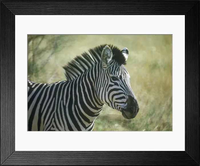 Framed Print : Zebra (Equus quagga crawshayi), often seen in South Luangwa National Park, Zambia, Africa Framed Print : Zebra (Equus quagga crawshayi), often seen in South Luangwa National Park, Zambia, Africa