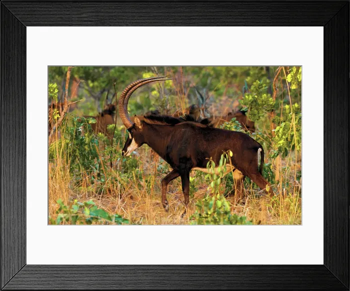 Framed Print : A male Sable Antelope (Hippotragus niger), its scimitar shaped horns up to 150cm long, sweeping upwards and backwards protect him from predators jumping on his back, Zambia, Africa Framed Print : A male Sable Antelope (Hippotragus niger), its scimitar shaped horns up to 150cm long, sweeping upwards and backwards protect him from predators jumping on his back, Zambia, Africa