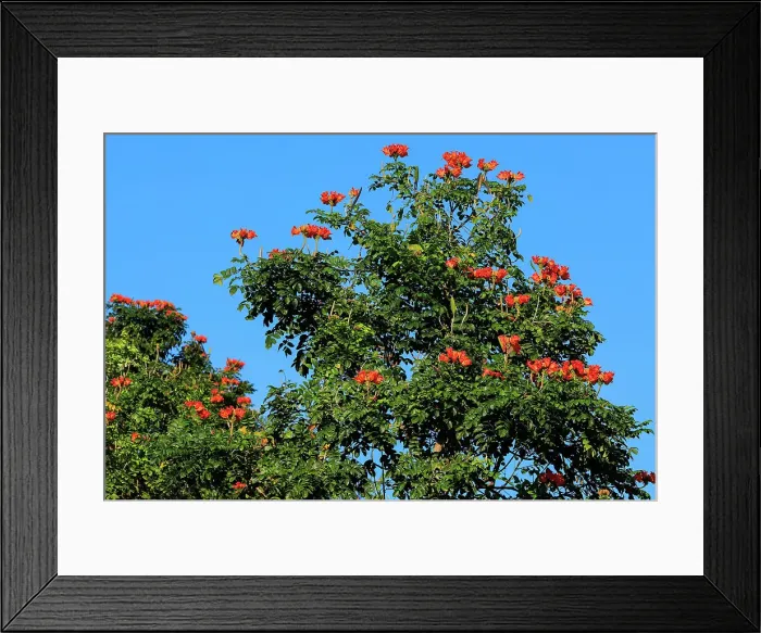 Framed Print : Spathodea campanulata (African Tulip Tree), grown ornamentally worldwide due to its bright red orange flowers, Pulisan, Minahasa, North Sulawesi, Indonesia, Southeast Asia, Asia