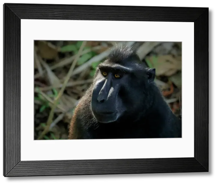 Framed Print : Crested black macaque (Macaca nigra) a native ape-like monkey with striking eyes, face and hair tuft, Tangkoko Reserve, Minahasa, N Sulawesi, Indonesia, Southeast Asia, Asia Framed Print : Crested black macaque (Macaca nigra) a native ape-like monkey with striking eyes, face and hair tuft, Tangkoko Reserve, Minahasa, N Sulawesi, Indonesia, Southeast Asia, Asia