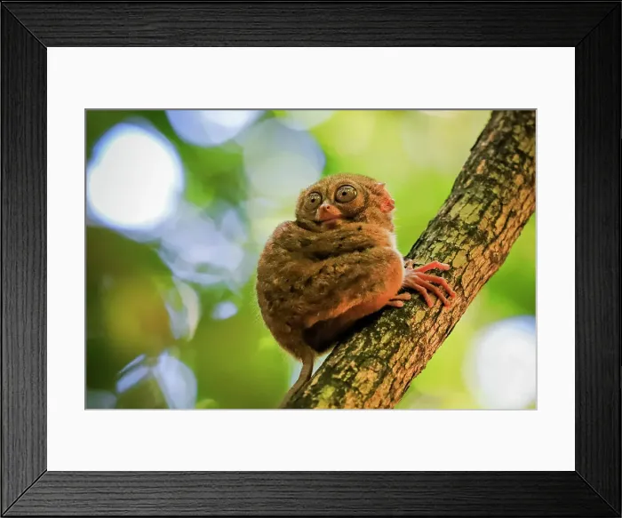 Framed Print : Spectral Tarsier (Tarsius tarsier) one of the smallest primates, now endangered, insect eating and nocturnal, Tangkoko National Park, Minahasa Highlands, North Sulawesi, Indonesia, Southeast Asia, Asia Framed Print : Spectral Tarsier (Tarsius tarsier) one of the smallest primates, now endangered, insect eating and nocturnal, Tangkoko National Park, Minahasa Highlands, North Sulawesi, Indonesia, Southeast Asia, Asia